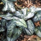 Asarum Quick Sil Ground Ginger Wildflower Or In Live Plant 2.5" Pot Indoor Outdoor Garden