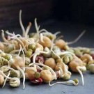 Sprouts Powerhouse Powerful High Protein Mix Healthy Organic Vegan Cooking 4 Oz Indoor Outdoor Garde