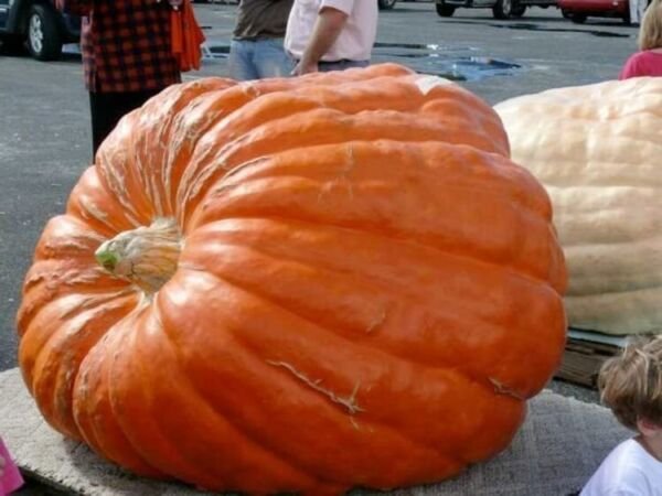 Pumpkins Big Max Organic Smooths Orange Skin Excellent For Canning 4 Grams Seeds Indoor Outdoor Gard