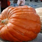 Pumpkins Big Max Organic Smooths Orange Skin Excellent For Canning 4 Grams Seeds Indoor Outdoor Gard