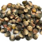 Corn Large With Beautiful Emerald Gold And Green Dent Variety 100 Seeds Indoor Outdoor Garden Corn Large With Beautiful Emerald Gold And Green Dent Variety 100 Seeds Indoor Outdoor Garden