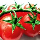 Tomatos Calypsos High Yields Rich In Vitamins Antioxidants High Fiber 20 Seeds Indoor Outdoor Garden Tomatos Calypsos High Yields Rich In Vitamins Antioxidants High Fiber 20 Seeds Indoor Outdoor Garden