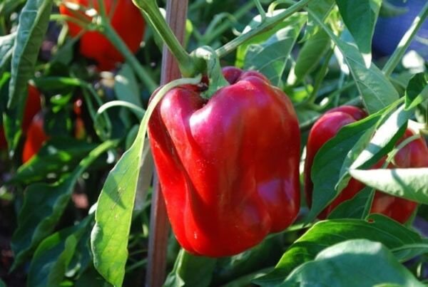 Pepper Knight Multicolor Vigorous Hollow Rounded Square With Four Lobes 10 Seeds Indoor Outdoor Gard