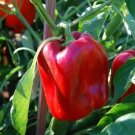 Pepper Knight Multicolor Vigorous Hollow Rounded Square With Four Lobes 10 Seeds Indoor Outdoor Gard