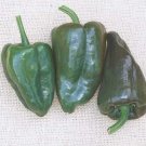 Anchos Mulatos Hot Pepper Island Habanero Type Eatens With Caution 20 Seeds Indoor Outdoor Garden