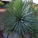 Yucca Sapphire Blue Excellent Leaves Powder Skies Full Sun Out Live Plant 4" Pot Indoor Outdoor Gard