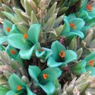 Pineappple Blue Berteroniana Puya Family Bromeliacea Large Flower Stalks 10 Seed Indoor Outdoor Gard