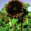Sunflower Chocolate Spectaculars Unique Healthy Nutritious Attractive 20 Seeds Indoor Outdoor Garden