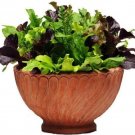 Alfresco Mediterranean Flavors And Feels To It Simply Salad Mix Pellitized Seeds Indoor Outdoor Gard