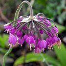 Allium Nodding Flowering Onion Perenial Cernum Exquisite Amethyst Purple 50 Seed Indoor Outdoor Gard