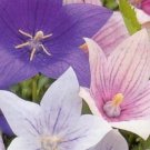 Popper Balloon Party Star Shaped Flower White Blue Rare Pink 50 Seed Indoor Outdoor Garden