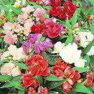 Ia Balsam Summer Balsam Was Favorite Old Fashioned Flower 200 Seeds Indoor Outdoor Garden