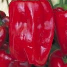 Peppers Redwing Sweets Dutch Have Rounded Squares Shape With Four Lobes 15 Seeds Indoor Outdoor Gard