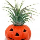 Tillandsia Ionantha Epiphytic Pumpkin Exotic Ceramic Pot Airs Live Plant Indoor Outdoor Garden