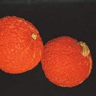 Warty Red Thing Gourd Or Squash Hubbard Flesh That Is Also Goods Eating 10 Seeds Indoor Outdoor Gard