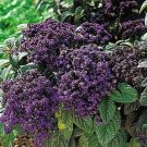 Heliotrope Marines Fragrant Wonderfully Exotic Dark Green Leaves Blue 50 Seeds Indoor Outdoor Garden