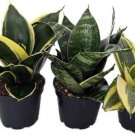 Sanseveria Snake Birdsnest Mother In Law Tongue 3 Live Plants In 2" Pots Indoor Outdoor Garden
