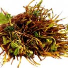 20 Everbearing Strawberry Live Bare Root Plants Fruit Indoor Outdoor Garden