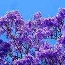 Jacaranda Mimosifolia Tree Jacaranda Live Plant Indoor Outdoor Garden Jacaranda Mimosifolia Tree Jacaranda Live Plant Indoor Outdoor Garden