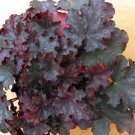 Heuchera Black Coral Knight Bell Live Plant 2.5" Pot Indoor Outdoor Garden