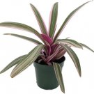 Rhoeo Mose Simply Tricolor In The Cradle Live Plant 3.7" Pot Indoor Outdoor Garden