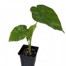 Alocasia Live Plant Borneo King Elephant Ear 3" Pot Indoor Outdoor Garden