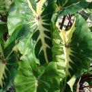Colocasia White Lava Elephant Ear Live Plant 3" Pot Indoor Outdoor Garden Colocasia White Lava Elephant Ear Live Plant 3" Pot Indoor Outdoor Garden