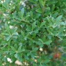 Inkberry Squeeze Glabra Holly Box Ilex Evergreen Live Plant 4" Pot Indoor Outdoor Garden