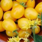 Tomato Ildi Yellow Grapes Yummy Early Rich In Vitamins And Antioxidants 15 Seeds Indoor Outdoor Gard