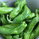 Shishitōgarashi Pepper Thin Walls Shishito Old Man Wrinkled Sweet Plant 2.5" Pot Indoor Outdoor Gar