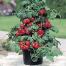 Tomatos Patio Excellents For Containers Rich In Vitamins Antioxidants 20 Seeds Indoor Outdoor Garden