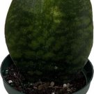 Masoniana Shark Whale Sanseveria Snake Mother In Law'S Live Plant 5" Pot Indoor Outdoor Garden