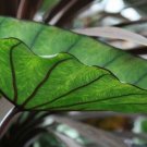 Colocasia Blue Hawaiian Elephant Ear Live Plant 3" Pot Indoor Outdoor Garden Colocasia Blue Hawaiian Elephant Ear Live Plant 3" Pot Indoor Outdoor Garden