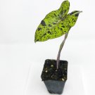 Colocasia Esculenta Mojito Elephant Ear Ppaf Live Plant 3" Pot Indoor Outdoor Garden