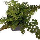 Venustum Maidehair Himalayan Adiantum Fern Out Live Plant 2.5" Pot Indoor Outdoor Garden
