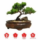 Bonsai Juniper Tree Live Plant Best Gift Indoor Outdoor Garden Bonsai Juniper Tree Live Plant Best Gift Indoor Outdoor Garden