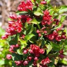 Weigela Sonic Red Everblooming Stunning Lipstick Bloom S Live Plant 4" Pot Indoor Outdoor Garden Weigela Sonic Red Everblooming Stunning Lipstick Bloom S Live Plant 4" Pot Indoor Outdoor Garden