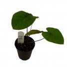 Colocasia Esculenta Waikiki Elephant Ear Live Plant 3" Pot Indoor Outdoor Garden Colocasia Esculenta Waikiki Elephant Ear Live Plant 3" Pot Indoor Outdoor Garden