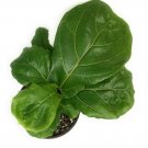 Ficus Lyrata Suncoast Fiddle Leaf Fiddleleaf Fig Live Plant 3" Pot House Indoor Outdoor Garden Ficus Lyrata Suncoast Fiddle Leaf Fiddleleaf Fig Live Plant 3" Pot House Indoor Outdoor Garden