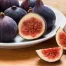 Ficus Carica Chicago Fig Fruit Tree Live Plant 3" Pot Indoor Outdoor Garden Ficus Carica Chicago Fig Fruit Tree Live Plant 3" Pot Indoor Outdoor Garden