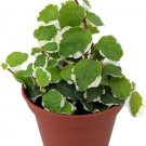 Pumila Creeping Fig Ficus Green Creme Vars Terrarium 2.5" Pot Indoor Outdoor Garden Pumila Creeping Fig Ficus Green Creme Vars Terrarium 2.5" Pot Indoor Outdoor Garden