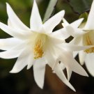 Rhipsalidopsis Gaertneri White Cactus Live Plant 4" Pot Indoor Outdoor Garden
