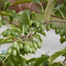 Actinidia Arguta Issai Kiwi Live Plant Fruit 3" Pot Indoor Outdoor Garden