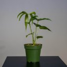 Oaxaca Anthurium Live Houseplant 3" Pot Plant Beautiful Blooms Indoor Outdoor Garden