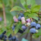 Vaccinium Augustifolium Top Hat Blueberry Live Plant 3" Pot Indoor Outdoor Garden Vaccinium Augustifolium Top Hat Blueberry Live Plant 3" Pot Indoor Outdoor Garden