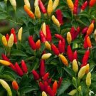 Sweet Bell Peppers Red Hot Tabascos Capsicums Frutescens Compact Bushes 20 Seeds Indoor Outdoor Gard