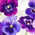Pansys Got The Blues Blooms Joyous Blend Of Stunning Pansies 200 Mg Seeds Indoor Outdoor Garden