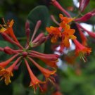 Honeysuckle Scarlet Dropmore Lonicera Attracts Hummingbirds Vine 2.5" Pot Indoor Outdoor Garden
