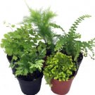 Ferns Mini For Terrariums Fairy 5 Different Plants 2" Pots Indoor Outdoor Garden