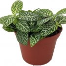 Fittonias Mini White Green Verschaffeltii Nerves Live Plants 2.5" Pot Indoor Outdoor Garden